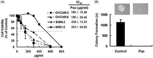 Figure 1. Cytotoxicity of Pao in ovarian cancer cells. (A) Dose–response curves of ovarian cancer cells and non-cancerous cells to Pao. Human ovarian cancer cells SHIN-3, OVCAR-5 and OVCAR-8 were exposed to serial concentrations of Pao for 48 h, and cell viabilities were detected by MTT assay. An immortalized epithelial cell MCR-5 was subjected to the same treatment. IC50 was defined as the concentration of drug that inhibited cell growth by 50% relative to the vehicle-treated control. All values are expressed as means ± SD of three independent experiments each done in triplicates. (B) Colony formation of SHIN-3 cells in soft agar with and without Pao treatment. Five thousand SHIN-3 cells per well in 6-well plate were either treated with 400 µg/ml Pao (Pao) or vehicle containing DMSO (Control). No colonies were formed in the Pao-treated cells. All values are expressed as means ± SD of three independent experiments.