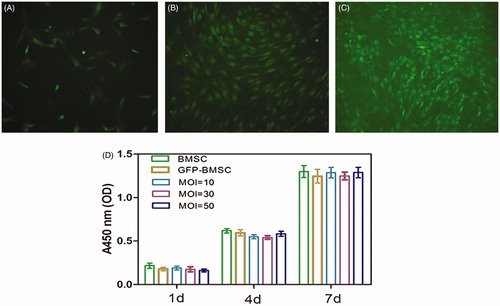 Figure 1. Rat bone mesenchymal stem cells (BMSCs) in culture (passage 5) were transfected with Lv-BMP2-EGFP-Puro (A) at a multiplicity of infection (MOI) of 10 or (B) MOI = 30 and (C) MOI = 50. Cellular transfection efficiency was evaluated by the fraction of GFP fluorescent using fluorescent microscopy at 72 h subsequent to the transduction.