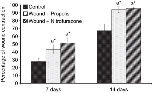 Figure 1.  Effect of Indian propolis on the level of percentage wound contraction in the excision wound model. Values are mean ± SEM; n = 6 in each group. *Significant at p < 0.05 as compared with the control group of rats.