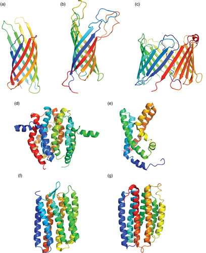 Figure 4. NMR-derived solution structures of three β-barrel proteins and two helical proteins with three or more unique helices. The coordinates were taken from the PDB (www.rcsb.org). (a) OmpX in DHPC (PDB accession code 1Q9F, (b) OmpA in DPC (PDB accession code 1G90), (c) VDAC-1 in LDAO (PDB accession code 2K4T), (d) DAGK in DPC (PDB accession code 2kdc), (e) the VSD domain of KvAP in D7PC (PDB accession code 2KYH) (f) sensory rhodopsin II (residues 1–221) in D7PC (PDB accession code 2KSY), and (g) proteorhodopsin in D7PC (PDB accession code 2L6X). The figures were generated with PyMol (W.L. DeLano, The PyMol Molecular graphics system [2002], http://www.pymol.org). This Figure is reproduced in colour in the online version of Molecular Membrane Biology.
