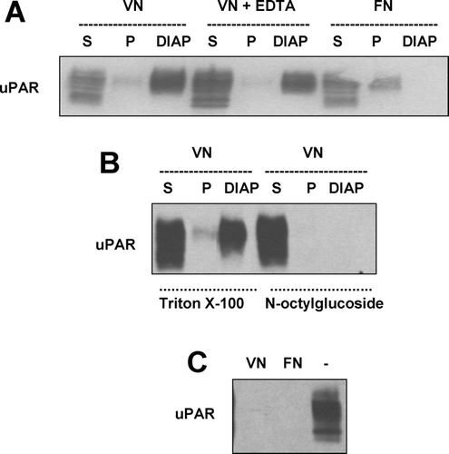 Figure 5 Characterization of the detergent-insoluble adhesion patch (DIAP) of uPAR expressing cells on a VN and FN matrix. (a) uPAR expressing BAF3 were allowed to adhere on a VN- (2 μ g/mL) or an FN- (10 μ g/mL) coated plate in the presence of EDTA (10 mM) where indicated. Thereafter, nonadherent cells were washed away and the adherent cells were lysed with 1% (wt/vol) Triton X-100 at 4°C for 60 min with extensive mixing and this lysate was collected. The lysate was separated into a pellet and supernatant by centrifugation. The plate was extensively washed with fresh solutions of Triton X-100 as above and then the material remaining on the plate (DIAP) extracted with SDS sample buffer. In parallel plates the number of adherent cells was quantified under the different adhesion conditions and this information was used to adjust the volumes of the different extracts. Equivalent amounts of the different fractions were analyzed by Western blotting with antibodies against uPAR. (b) In a similar experiment, as above, n-octyl glucoside (1% wt/vol) was used to lyse the cells adherent on a VN substratum instead of Triton X-100. (c) In a similar experiment to above, instead of adding cells to VN- or FN-coated dishes, pre-prepared Triton X-100 lysates of the same number of growing cells were added to VN- or FN-coated plates. An aliquot of this lysate was also analyzed as a positive control.