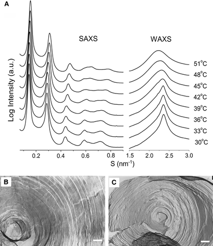 Figure 3.  (A) Small-angle (SAXS) and wide-angle (WAXS) scattering intensity patterns recorded from a binary mixture of SM containing 20 mol% androsterol during a heating scan at 0.55°C/min. The temperature interval of the recorded diffraction patterns was 3°C. Electron micrograph of freeze-fracture replicas showing multilamellar structures of (B) egg SM, quenched from 31°C and (C) egg SM containing 20 mol% androsterol, quenched from 35°C. Bar = 200 nm.