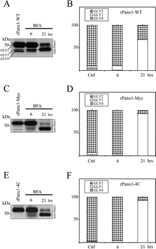 Figure 5 Comparison of the effect of BFA treatment on rPanx1-WT, rPanx1-Myc, and rPanx1-4C proteins. Western blot analysis of cellular lysates from MDCK cells stably expressing rPanx1-WT (A), rPanx1-Myc (C), or rPanx1-4C (E) before and after BFA treatment (5 μ g/ml) for the indicated time periods (hours). The blots were hybridized with anti-Panx1 antibody and the relative densities (in the y-axis as normalized values) of the different forms of protein analyzed as in Figure 3. Summary from three independent Western blots (mean ± SE) respectively for rPanx1-WT (B), rPanx1-Myc (D), or rPanx1-4C (F) is reported. A significant decrease in GLY2 and increase in GLY1 was observed with longer incubation time only, and to a greater extent for the tagged rPanx1 versus the rPanx1-WT.