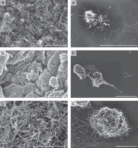 Figure S1. SEM analysis of MWNTs. Micrographs of dry powder of MWNT A (a), MWNT B (b) and MWNT C (c) reveal an intricate network of highly entangled nanotubes. Suspensions of MWNT A (a’), MWNT B (b’), and MWNT C (c’) in 160 ppm Pluronic F127 display single tubes and small agglomerates of up to 2 µm. Scale bar represents 2 µm.