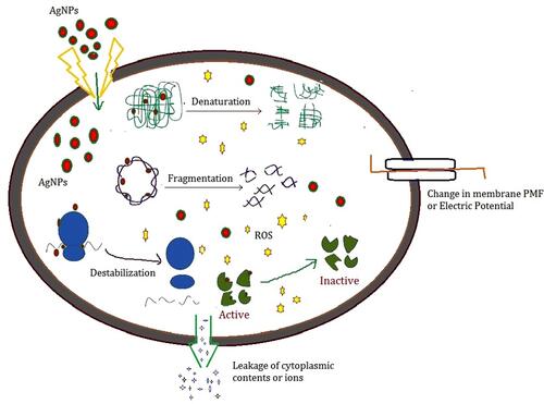 Figure 11 Scheme represents the possible mechanism of antibacterial activity of AgNPs.