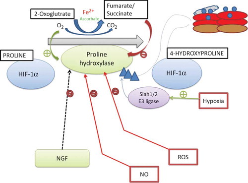 Figure 2. Regulation of hypoxia-inducible factor (HIF) prolyl hydroxylases.Notes: HIF prolyl hydroxylase domains (PHDs) require oxygen, Fe2+, and 2-oxoglutarate for prolyl hydroxylation activity. Nitric oxide (NO), reactive oxygen species (ROS), the Krebs cycle metabolites succinate and fumarate, cobalt chloride (CoCl2), and Fe chelators such as desferroxamine may inhibit the PHD family of HIF prolyl hydroxylases during normoxia. A number of HIF prolyl hydroxylase inhibitors are being investigated for preclinical and clinical trials. NGF, nerve growth factor.