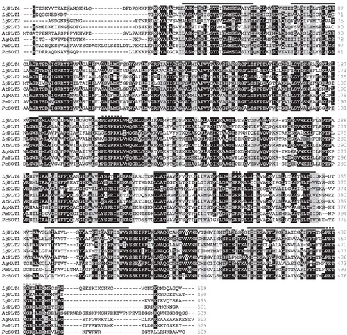 Figure 1. Comparison of the deduced aa sequences of L. japonicus LjPLT1, LjPLT2, LjPLT3 and LjPLT4 with previously characterized monosaccharide transporters. Sequences shown include: AtPLT5, Arabidopsis thaliana polyol transporter (NP_188513); AgMAT1, Apium graveolens mannitol transporter (AAG43998); PmPLT1, Plantago major polyol transporter 1 (CAD58709); PcSOT1, Prunus cerasus sorbitol transporter 1 (AAO39267). Identical residues are boxed in black, whereas conservative changes are shown in grey. Dashes represent gaps inserted to optimize the alignment. Sequences were aligned using ClustalW with PAM250 residue weight table. Transmembrane helices of LjPLT4 as predicted by HMMTOP software are indicated by the black line. The dashed lines indicate PESPRXL, LPETKGXXXE and two GRR conserved motifs.