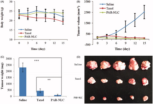 Figure 5. Antitumor effect of PAR-NLC and Taxol, the drugs were injected to S180 tumor-bearing mice through the tail vein at 10 mg/kg. The drug administration was conducted at 0, 3, 6, 9 and 12 days, and the mice were sacrificed at the Day 15. (A) Body weight. (B) Tumor volume. (C) Tumor weight after the sacrifice of the mice. (D) Image of the tumors in Saline, Taxol and PAR-NLC groups (n = 5).