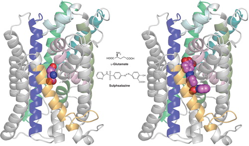 Figure 1. Homology model of xCT with docked ligands. The model was established using the crystal structure coordinates of the amino acid, polyamine and organocation transporter (ApcT) from the RCSB protein databank (3GIA). Protein sequences of human xCT and ApcT were aligned using ClustalW after which the sequences were threaded and the pictured homology model of xCT generated using the default automodel process of MODELLER v9.9. Left shows the xCT model with glutamate docked, right shows it with sulfasalazine docked. The ligand (hot pink) structures were energy minimized using Tripos Sybyl (MMFF forcefield) and docked into the xCT homology model using CCDC GOLD and default settings (GoldScore) system. Modeling was carried out in the University of Montana Molecular Computational Core Facility, in collaboration with S. Patel, N. Natale, M. Braden and J. Gerdes. TMDs 2, 4, 6, 9, 11 and 12 of xCT have either been removed or colored light grey to permit a better view of ligand docking. TMDs shown in color include TMI (light pink), TM3 (dark blue), TM5 (teal), TM7 (olive), TM8 (bright green) and TM10 (gold). Note that only xCT is shown, as it is the subunit responsible for substrate transport. CD98, the regulatory subunit is required for membrane association and is not illustrated.