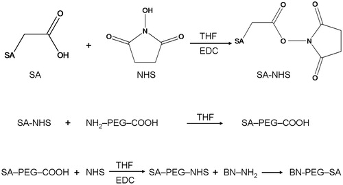 Figure 1. Schematic representation of the synthesis of BN-PEG-SA ligands.