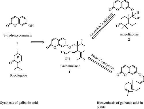 Figure 3. Simplified synthesis and biosynthesis of galbanic acid.