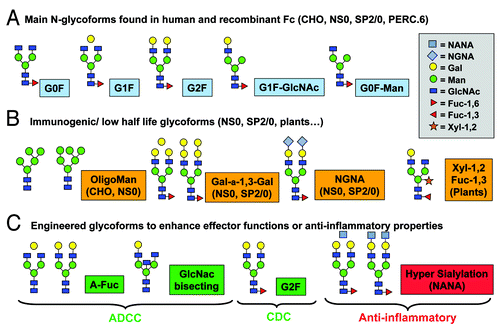 Figure 2. Antibody glycosylation: human, recombinant and glyco-engineered