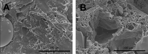 Figure 3. SEM micrographs (500× magnification) of composite microcylinders as a function of immersion time in phosphate buffer. Consecutive representative specimens from two time points: immediately after processing (A) and at day 49 of the immersion test (B). The cut surfaces of the implants, examined under SEM, showed that the PDLLA matrix developed microporosity during degradation and release of ciprofloxacin.
