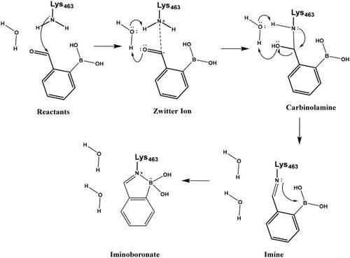 Scheme 9. Reaction mechanism investigated by QM/MM simulations for Lys463 labelling by compound 29.