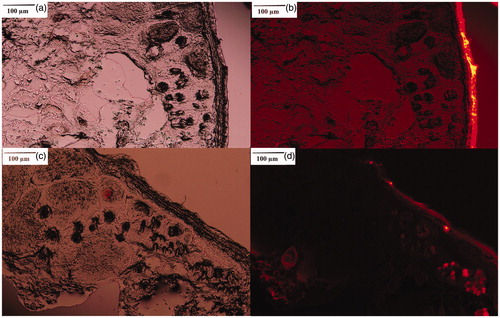 Figure 5. Rhodamine B penetration into hamster skin: staining of hamster skin following the application of 0.001% Rhodamine B solution (a: light microscopic image, b: fluorescent microscopic image) and 0.001% Rhodamine B-loaded nanostructured lipid carrier (c: light microscopic image, d: fluorescent microscopic image).