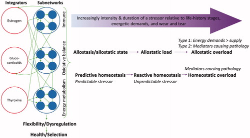 Figure 6. Schematic representation of Allostasis and Reactive Scope Models (horizontal purple arrows) and Physiological Regulatory Networks (green arrows among integrators, subnetworks, flexibility/dysregulation, and health/selection; redrawn from Cohen et al., Citation2012). Allostasis and Reactive Scope Models describe the temporal change of a particular physiological mediator, while Physiological Regulatory Networks describes integration of physiological systems within an individual that response together to a stressor. Wear and tear move the threshold of homeostatic overload closer to Reactive Homeostasis.