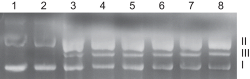 Figure 5.  Gel electrophoresis diagram showing the cleavage of SC pUC19 DNA(300 µg/mL) with as series of copper(II) complex (200 µM) in a final volume of 15 µL, incubated at 37°C, using 1% agarose gel, at 50 mV for 1.5 h. Lane 1, DNA control; Lane 2, DNA + CuCl2·2H2O; Lane 3, DNA + LFLH; Lane 4, DNA + [Cu(LFL)(A1)Cl].5H2O; Lane 5, DNA + [Cu(LFL)(A2)Cl].5H2O; Lane 6, DNA + [Cu(LFL)(A3)Cl].5H2O; Lane 7, DNA + [Cu(LFL)(A4)Cl].5H2O; Lane 8, DNA + [Cu(LFL)(A5)Cl].5H2O.