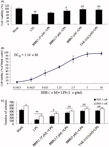 Figure 2. Effect of BBR on LPS-induced celll viability in NIT-1 or INS-1 cells. Cells were treated with BBR at a concentration of 0.1813, 0.3625, 0.625, 1.25, 2.5, 5.0 and 10.0 μM in the presence of 1 μg/ml LPS. MTT assay was preformed in NIT-1 cells (A and B) while colony formation assays were preformed in NIT-1 cells and INS-1 cells (C). The OD value of samples was detected by MTT method at 570 nm. Data are expressed as mean ± SD (n = 18). **p < 0.01 versus blank; #p < 0.05, ##p < 0.01 versus LPS.