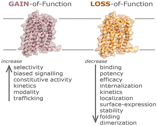 Figure 2. Gain of function (GOF) and loss of function (LOF) mutations in GPCRs. General mechanisms of GOF mutations in GPCRs that include altered receptor selectivity for a specific probe, a gain or change in the preferred signaling pathway triggering constitutive activity, increased binding and/or signaling kinetics, a change in the ligand-modality, as well as increased transportation or recycling may all lead to an amplified receptor activity capacity. On the other hand, LOF mutations in GPCRs may result in an overall disruption or decrease of binding, potency, efficacy, or expression parameters including alterations in receptor stability, folding, trafficking, or the ability to interact with other scaffolding or signaling proteins.