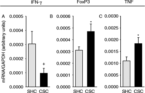 Figure 4.  Effects of chronic psychosocial stress on colonic IFN-γ, FoxP3, and TNF mRNA expression patterns. Both SHC (n = 9) and CSC (n = 7) mice were killed on day 186 following three cycles of DSS administration. After killing, the expression levels of IFN-γ (SHC: n = 7, CSC: n = 6; A), FoxP3 (SHC: n = 7, CSC: n = 6; B), TNF (SHC: n = 9, CSC: n = 6; C) were quantified then by TaqMan®-qPCR, relative to the expression of the housekeeping gene (GAPDH). mRNA expression for each gene was quantified for each individual mouse in triplets and averaged per mouse. Data represent mean+SEM; +p = 0.063, *p < 0.05 vs. respective SHC mice (two-tailed Student's t-test).