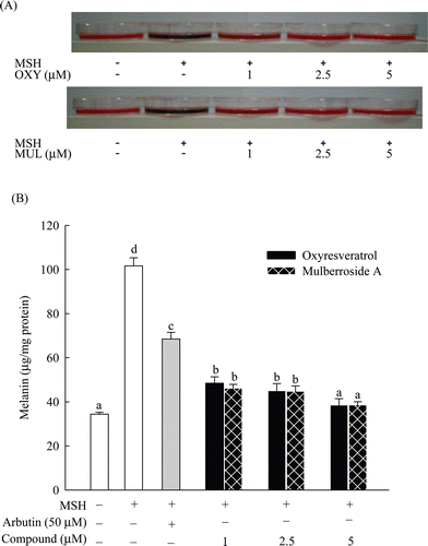 Figure 4.  Inhibitory effect of oxyresveratrol and mulberroside A on melanogenesis in B16F10 melanoma cells exposed to 100 nM MSH. Cell pellets and culture broth after 2 days of incubation (A) and cellular melanin content (B) are shown; OXY and MUL are abbreviations of oxyresveratrol and mulberroside A, respectively. Results are expressed in µg/mg protein, mean ± SD (n = 3). Means with the different letters are significantly different (p < 0.05).