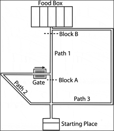 Figure 24. The maze used in the Tolman & Honzig detour task, in which rats navigate through a maze to a food box (Martinet et al. Citation2011). The maze consists of three pathways (Path 1, Path 2 and Path 3) with different lengths. A block can be introduced at point A (preventing the rat from navigating through Path 1), or point B (preventing the rat from navigating through Path 1 or 2). A gate near the second intersection prevents rats from going right to left. This figure is reproduced from Martinet et. al. 2011 (Martinet et al. Citation2011) in accordance with the Creative Commons Attribution (CC BY) licence
