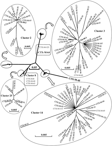 Figure 1.  Phylogenetic tree of CTX-M family based on amino-acid sequences. DNASIS Pro v2.10 (Hitachi Software Engineering Co., Tokyo, Japan) was used to align the amino-acid sequences and construct the phylogenetic tree. The amino-acid sequences were downloaded from GenBank under the accession numbers cited in Table 1. The branch lengths are drawn to scale and are proportional to the number of different amino-acid residues. The scale bars of 0.05 and 0.005 represent 5% and 0.5% amino-acid difference, respectively.