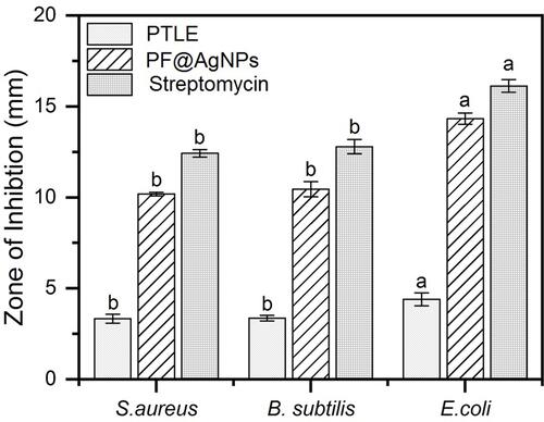 Figure 10 Comparison of antibacterial activity of pristine leaf extract (PTLE), PF@AgNPs and standard antibiotic streptomycin. Results were expressed as mean ± SD (n=3). Different lowercase letters above the bars indicate significant differences (P < 0.05) by SPSS test.