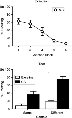 Figure 2.  (a) Mean ( ± SEM) levels of CS-elicited freezing during five blocks (six CS presentations in each block) of extinction training in MS (open circles) adolescent rats. Rats show high levels of fear at the beginning of extinction that decreases across blocks. (b) Mean ( ± SEM) levels of baseline (white bars) and CS-elicited (black bars) freezing in MS rats tested in the same (n = 8) or different (n = 8) context as extinction training. * indicates a significant difference in CS-elicited freezing between groups. Baseline fear at test is low, regardless of context, but higher levels of CS-elicited fear are present in the MS rats tested in a different context to extinction training.