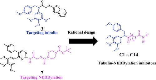 Figure 3. Rational design of tubulin-NEDDylation inhibitors.