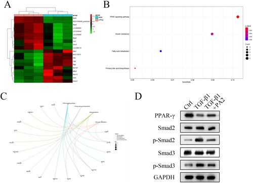 Figure 3. PA2 promotes the activation of the PPAR-γ signalling pathway. (A) the heatmap showed that the top ten upregulated and top ten downregulated mRNAs were analysed using RNA-seq. (B) the enrichment analysis of the Dysregulated mRNAs was analysed by the bioinformatic analysis. (C) The PPAR-γ signalling pathway-related factors were predicted using the bioinformatic analysis. (D) The protein levels of PPAR-γ, Smad2, p-Smad2, Smad3, and p-Smad3 were measured. n = 3.
