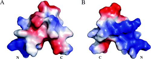 Figure S2.  The molecular surface showing the electrostatic potential of the peptide E18–38 drawn in pyMol (DeLano WL [2001] The pyMol Molecular Graphics SystemSan Carlos, CA: DeLano Scientific) that uses Poisson-Boltzmann equation, where the positive potentials are drawn in blue and negative in red. (A) Front view, (B) Back view.
