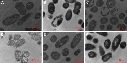 Figure 3 TEM micrographs of S. pneumonia 16167 treated with negative control (A), 0.5× MIC (B), 1× MIC (C), 2× MIC (D) of PEGylated Nano-BA12K, BA solution (E), and Penicillin G (F) for 2 hours.Abbreviations: TEM, transmission electron microscopy; MIC, minimal inhibitory concentration; BA, bacitracin A.
