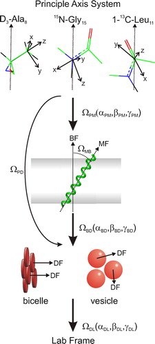 Figure 6.  The relationship between the anisotropic interaction present in the M4-TMD and how they are related to the morphology of the bilayer, together with the motional processes that can lead to the averaging of the anisotropic interactions. The initial transformation (ΩPM) transforms the PAS to the molecular frame (MF), in this case defined as collinear with the helix long axis. The second transformation (ΩMB) determines the orientation of the peptide with respect to the bilayer normal (bicelle frame, BF). In the case of vesicles the bicellar frame is defined as collinear with the director frame (DF). For bicelles, fluctuations between the bicelle normal and the director are accounted for by the transformation (ΩMB) and gives rise to the order parameter Sbic. The final transformation between the director and the lab frame (ΩDL) is characterized by the order in the sample. In the case of vesicles ΩDL is characterized by a powder distribution. In bicelles ΩDL is characterized by a Lorentzian distribution about the director normal. This figure is reproduced in colour in Molecular Membrane Biology online.