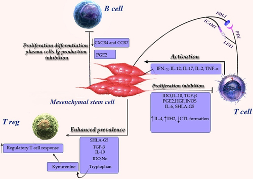 Figure 2. Effects of Mesenchymal stem cells (MSCs) on the adaptive immune system. These effects promote an overall anti-inflammatory and immunosuppressive state. Abbreviations: IFN gamma (interferon γ), IDO (indoleamine 2,3-dioxygenase), IL-2(interleukin 2), IL-4 (interleukin 4) IL-10 (interleukin 10), IL-6 (interleukin 6), IL-12 (interleukin 12), IL-17 (interleukin17),prostaglandin E2(PGE2), transforming growth factor beta (TGFβ), hepatocyte growth factor (HGF), induced nitric oxide synthases (iNOS), soluble human leukocyte antigen-G5 (sHLA-G5), ICAM 1(Intercellular adhesion molecule 1), LFA 1(Lymphocyte function-associated antigen-1), TH 2 (T helper 1), Treg (T regulatory).