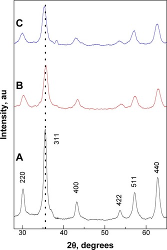 Figure 1 Powder X-ray diffraction patterns of the MNPs (black line A), CS-MNPs (red line B), and Strep-CS-MNPs nanocomposites (blue line C).Abbreviations: MNPs, magnetic nanoparticles; CS-MNPs, chitosan-coated magnetic nanoparticles; Strep-CS-MNPs, streptomycin-loaded, chitosan-coated magnetic nanoparticles.