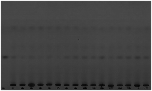 Figure 2. TLC chromatogram of different extracts of MAE obtained in 16 experiments (2–17) along with pure marrubiin (1) at 254 nm (UV light).