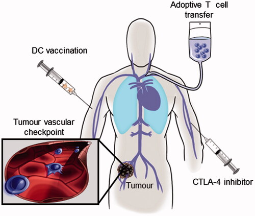 Figure 1. T cell-based immunotherapies share a common requirement for trafficking across vascular checkpoints in tumour tissues. The direct tumouricidal activity of therapeutic interventions including dendritic cell (DC) vaccination, adoptive T cell transfer, and administration of cytotoxic T-lymphocyte antigen-4 (CTLA-4) inhibitors hinge on the ability of cytotoxic CD8+ T cells to traffic across vascular barriers (blue cells in inset) within the tumour microenvironment.