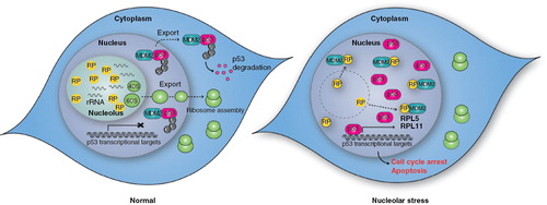 Figure 1. Schematic representation of the ‘canonical' nucleolar stress response. Under normal growth conditions (left panel), the RPs are assembled with rRNAs into ribosomal subunits in the nucleolus and transported to the cytoplasm to form functional ribosomes. p53 activity is maintained at low levels by MDM2, via two mechanisms: i) MDM2 ubiquitinates p53 to promote its degradation; ii) the binding of MDM2 to p53 abrogates its interaction with Pol II transcription machinery. However in response to agents that induce nuclear stress like CX-5461 (right panel), the nucleolus is disrupted leading to the release of free RPs to the nucleoplasm where they bind MDM2 and prevent its interaction with p53 leading to increased p53 stability. The activation of p53 induces cell cycle arrest, apoptosis and/or senescence. Note additional molecules and mechanisms have been implicated in the nuclear stress response but are not shown for simplicity Citation[4-6].