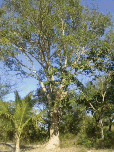 Figure 1.  Ficus racemosa tree.