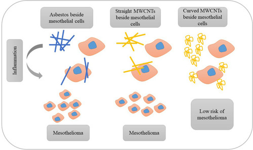 Figure 2 Evaluation of the similarity of straight MWCNTs and asbestos, and the effect of straight, curved MWCNTs and asbestos on mesothelial cells. Indeed, curved nanotubes are less dangerous for the cell than a straight CNTs or asbestos, and could better play their carrier role.