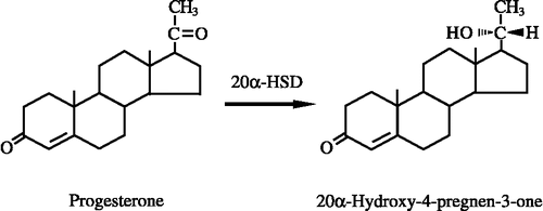Figure 1 Reduction of progesterone to 20α-hydroxy-4-pregnen-3-one by 20α-HSD.