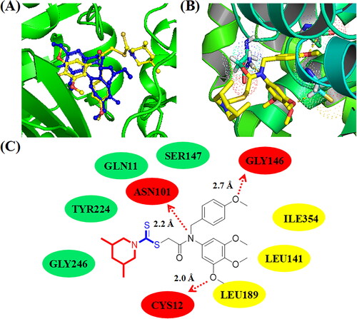 Figure 7. (A) Compound C14 (yellow structure) docked into a similar pocket as colchicine (blue structure); (B) 3D binging modelling between C14 and tubulin; (C) Hydrogen bonds, hydrophobic effects and hydrophilic effects of C14 targeting to tubulin (PDB code: 1SA0).