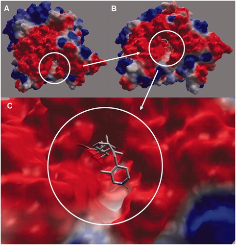 Figure 2. Electrostatic surface of AChE showing the aromatic gorge (active site) of enzyme: (A) lateral view of AChE. Encircled regions depict the aromatic gorge; (B) side view (at 90°) of AChE; (C) a closer side view of the aromatic gorge of AChE along with bound inhibitor (4APB) revealing molecular interactions between inhibitor and amino acid residues of surrounding active site of AChE. Surface colors red (aggregated negatively charged area), blue (aggregated positively charged area) and white (neutral or hydrophobic area) colors are shown.