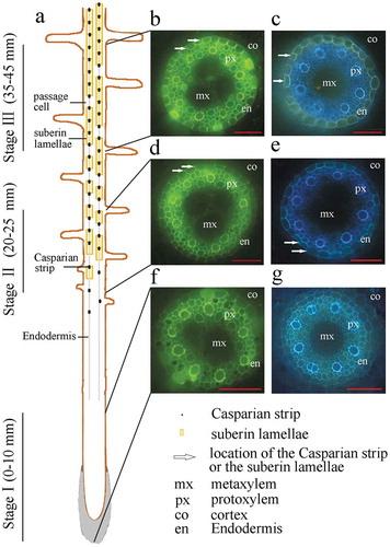 Figure 1. Localization and histochemical staining of the differentiating endodermis and developing Casparian strips and suberin lamellae of sweet sorghum seminal roots. Freehand cross sections were made using 10-day-old seminal roots grown in nutrient solution. (a) Schematic view of endodermal differentiation. Stage I (0–10 mm from the root tip), without any Casparian strips or suberin lamellae; Stage II (20–25 mm from the root tip), with developing Casparian strips and suberin lamellae; Stage III (35–45 mm from the root tip), with developed Casparian strips and suberin lamellae. (b, d, f) Root cross sections stained with berberine aniline blue to show the Casparian bands, viewed under blue light (450 nm). Arrows indicate Casparian strips. (c, e, g) Root cross sections were stained with FY088 to show the suberin lamellae, viewed under UV illumination (365 nm). Arrows indicate suberin lamellae. mx, metaxylem; px, protoxylem; co, cortex; en, endodermis. Bar = 50 μm.