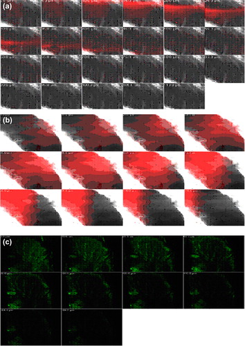 Figure 8. CLSM images of a cross-section of rat skin with different dye-loaded formulations for determining the depth of penetration into deeper skin. The formulations were applied for 4 h (a) lipo-gel (b) nio-gel (c) emul-gel.