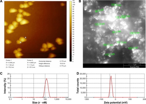 Figure 4 RNP characterization. (A) Atomic force microscopy image showing horizontal distance (particle diameter), (B) scanning electron microscopy shows particle sizes in the range of 90–190 nm, (C) polydispersibility index of RNP, and (D) zeta potential spike of RNP.Abbreviations: PCL, polycaprolactone; RNP, resveratrol-loaded albumin nanoparticles.