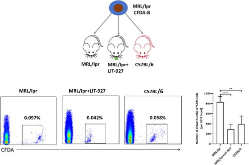 Figure 4. The number of CFDA-labeled CD19+ B cells were retro-orbitally injected into 12- to 13-week-old syngenic C57BL/6 (n = 5), MRL/lpr (n = 5) and LIT-927 treated MRL/lpr (n = 5), respectively. The percentage of CFDA-labelled B cells in the bone marrow was analyzed 24 h later post-injection by flow cytometry. Data represented the mean ± SD. **p < 0.01, ****p < 0.0001.