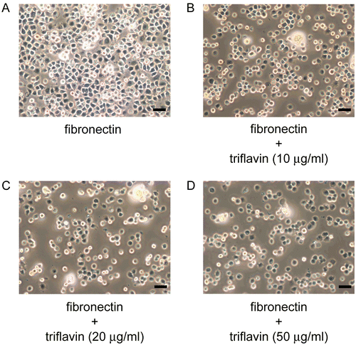 Figure 2.  Microscopic analysis of the inhibitory effect of triflavin in vascular smooth muscle cell (VSMC) adhesion to immobilized fibronectin. Cells (105 cell/well) were pretreated with (A) PBS or triflavin (B, 10; C, 20; D, 50 μg/mL) and incubated for 1 h to allow adhesion to fibronectin (50 μg/mL)-precoated wells. Non-adherent cells were rinsed off by PBS, and the remaining cells were fixed and photographed under a phase-contrast microscope. The black bar represents 50 μm.