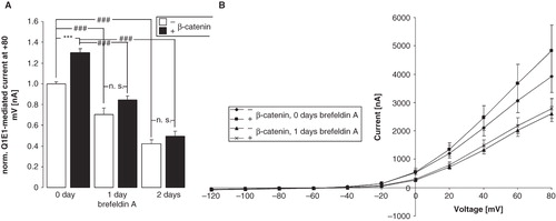 Figure 5. β-catenin enhances the insertion of KCNE1/KCNQ1 into the membrane. (A) Arithmetic means ± SEM (n = 15–29) of the normalized depolarization-induced K + current at + 80 mV in Xenopus oocytes injected with KCNE1/KCNQ1 without (white bars) or with (black bars) additional coexpression of β-catenin and incubated in the absence of brefeldin A (left bars) or incubated in the presence of 5 μM brefeldin A for the last one (middle bars) or two (right bars) days. ###indicates significant difference from the absence of brefeldin A (p < 0.001). ***indicates significant difference from the absence of β-catenin (p < 0.001). For normalization, every current at + 80 mV was divided by the average current of only KCNE1/KCNQ1-expressing oocytes from the same oocyte batch. (B) Arithmetic means ± SEM of the non-normalized depolarization-induced current as a function of the potential in Xenopus oocytes injected as in (A).